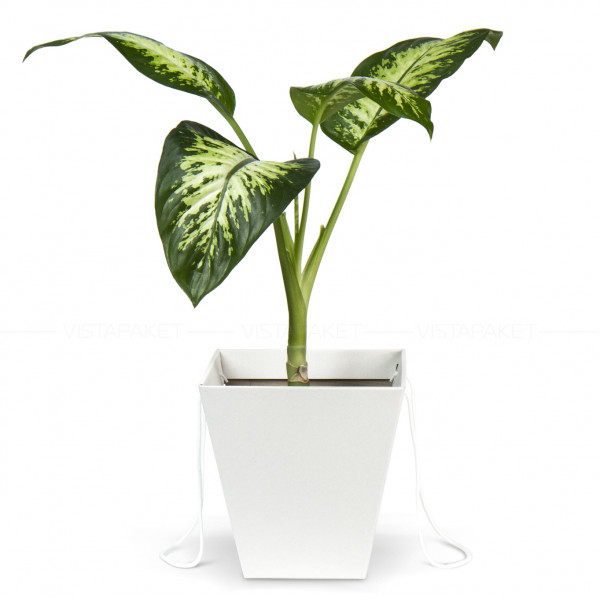 Caja blanca de almacenamiento y transporte de flores